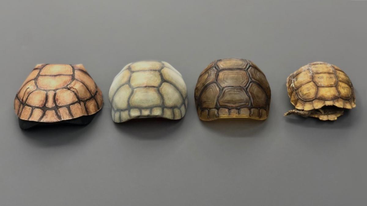 tortoise shells